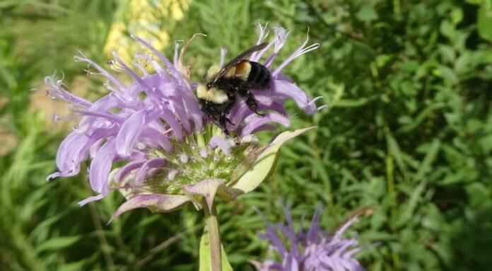 bombus arısı