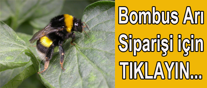 bombus arısı siparişi için