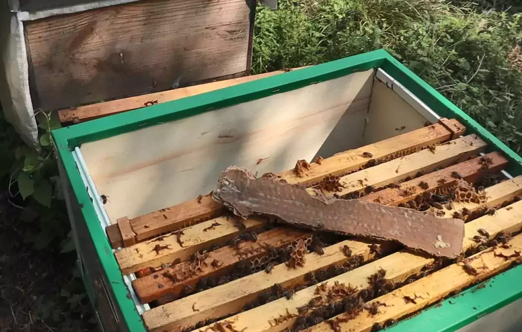 dogal varroa dokme yontemi sonuclar jpg doğal varroa dökme yöntemi sonuçlar