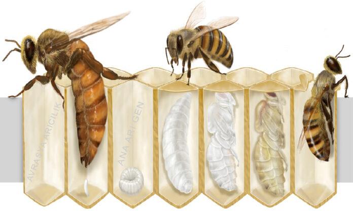 Bal arısı hakkında kısa bilgi