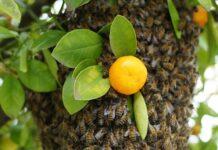 Dünya ve İnsanlar İçin Arıların Önemi 3
