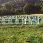 Arıcılık Nedir aricilik nedir 6