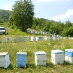 2021 aricilik desteklemeleri 1