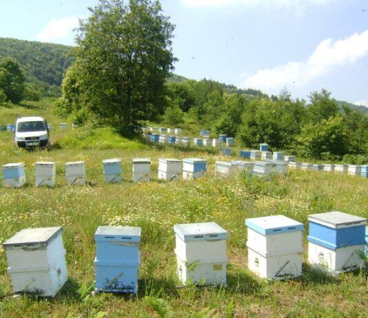 2021 aricilik desteklemeleri 1