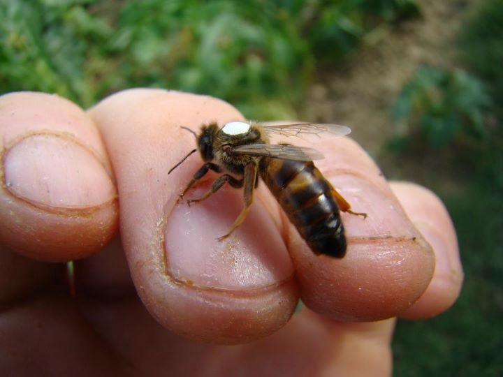 ana arı satışı hakkında 3