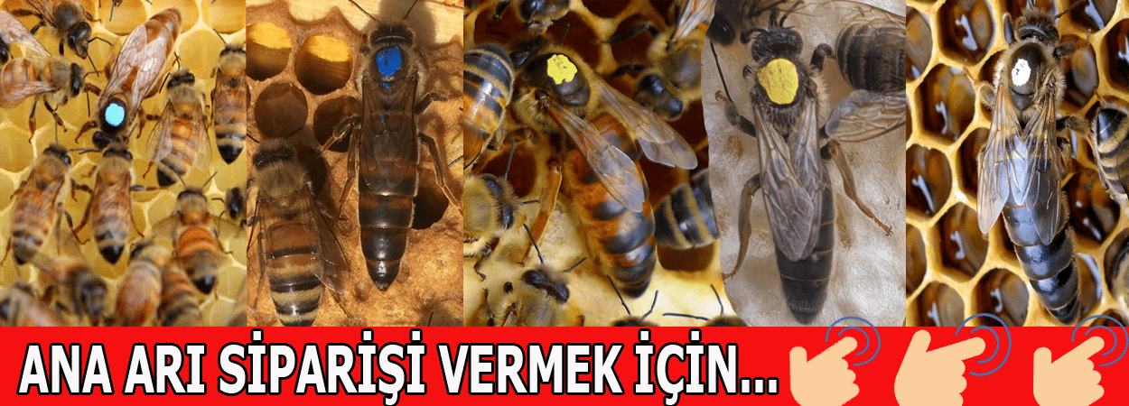 satılık arı ve paket arı