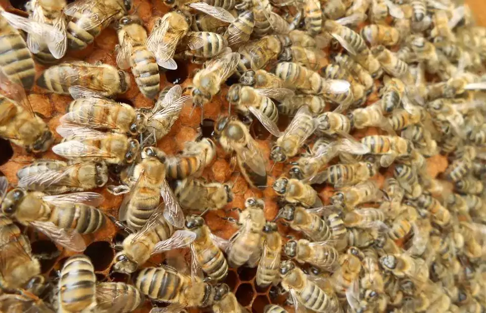 arili kovan destegi belli oldu 2 jpg arılı kovan desteği belli oldu 2