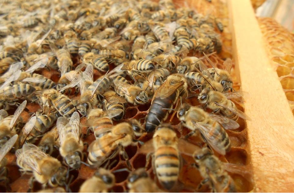 ana arı desteklemesi 1