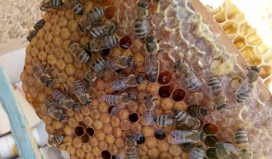 ana ari desteklemesi 2 jpg Ana Arı