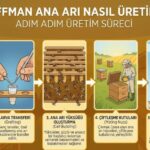 Hoffman Ana Arı Nasıl Üretilir? Hoffman Ana Arı