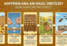Hoffman Ana Arı Nasıl Üretilir? Hoffman Ana Arı