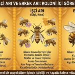 Ana Arı, İşçi Arı ve Erkek Arı: Koloni İçi Görev Dağılımı Ana Ari