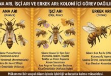 Ana Arı, İşçi Arı ve Erkek Arı: Koloni İçi Görev Dağılımı