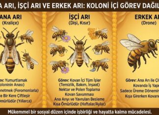 Ana Arı, İşçi Arı ve Erkek Arı: Koloni İçi Görev Dağılımı