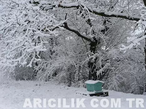 Kışın Arı Keki Versek Ne Olur
