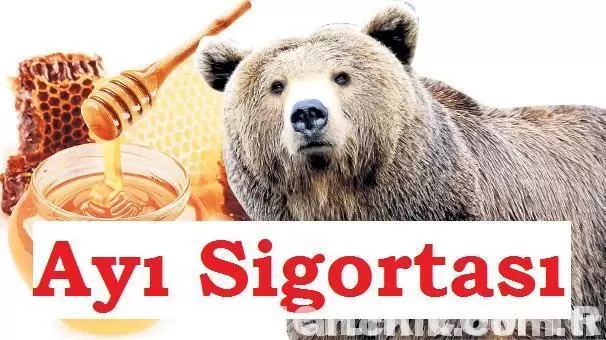 ayı sigortası